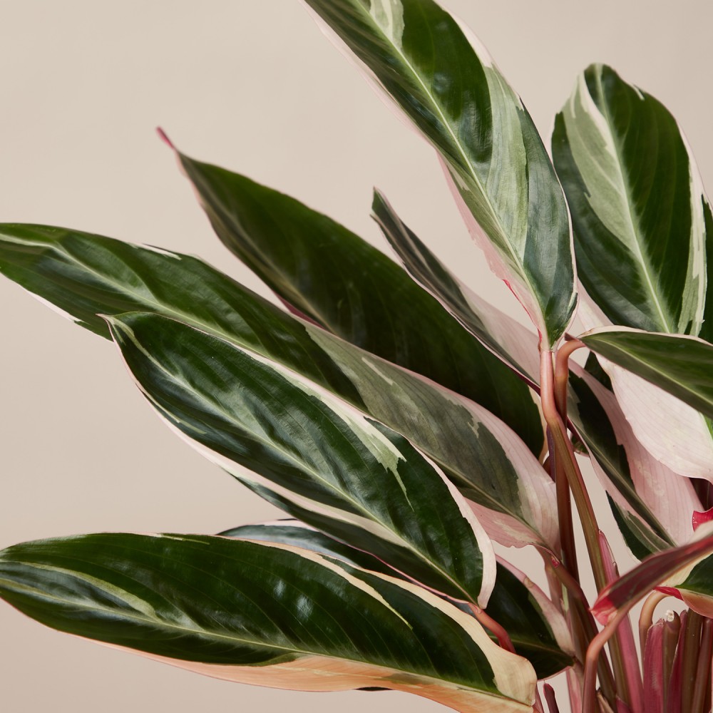 Строманта Триостар Строманта Триостар