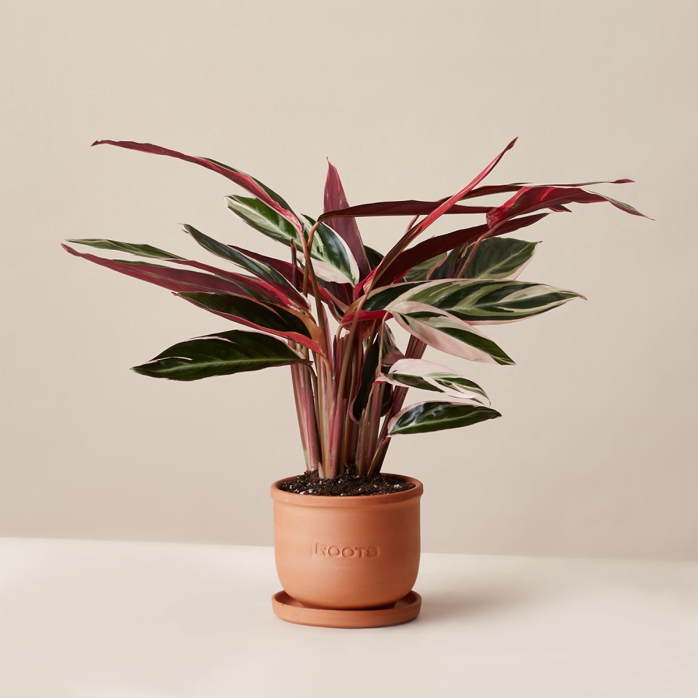 Строманта Триостар Строманта Триостар