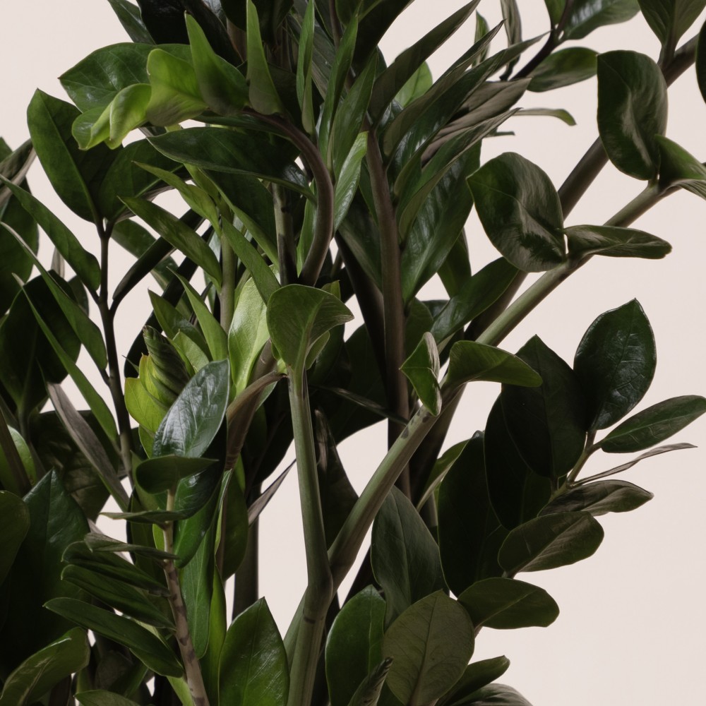 Замиокулькас Замиокулькас