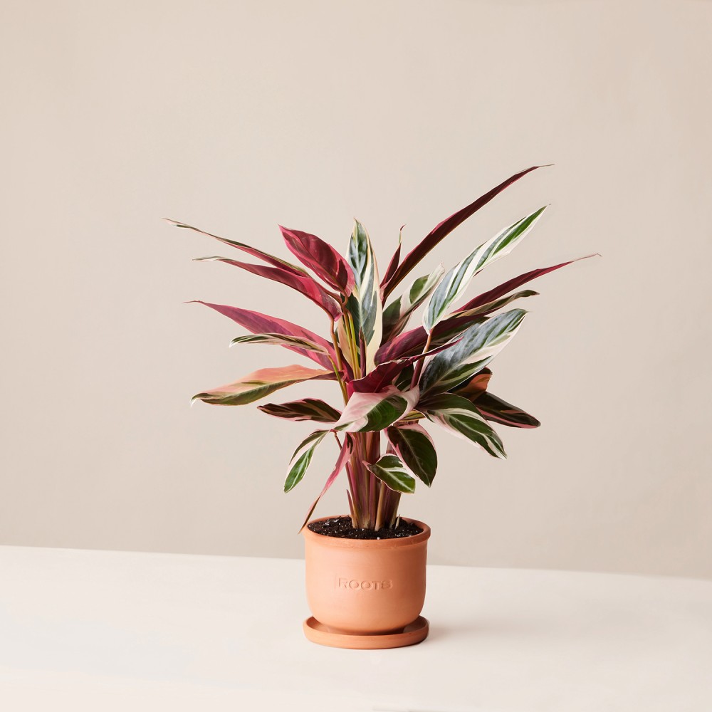 Строманта Триостар Строманта Триостар