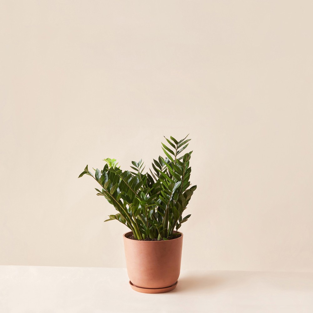 Замиокулькас Замиокулькас