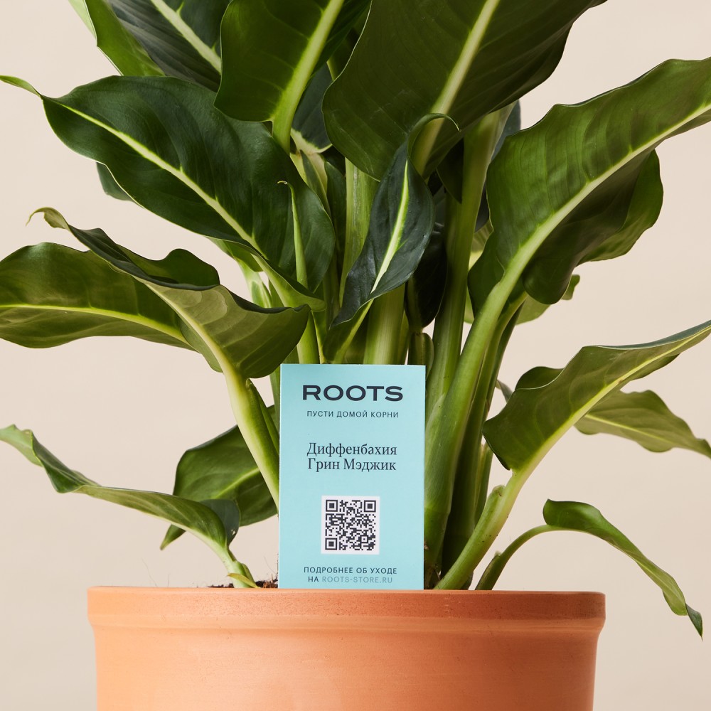 Диффенбахия Грин Мэджик