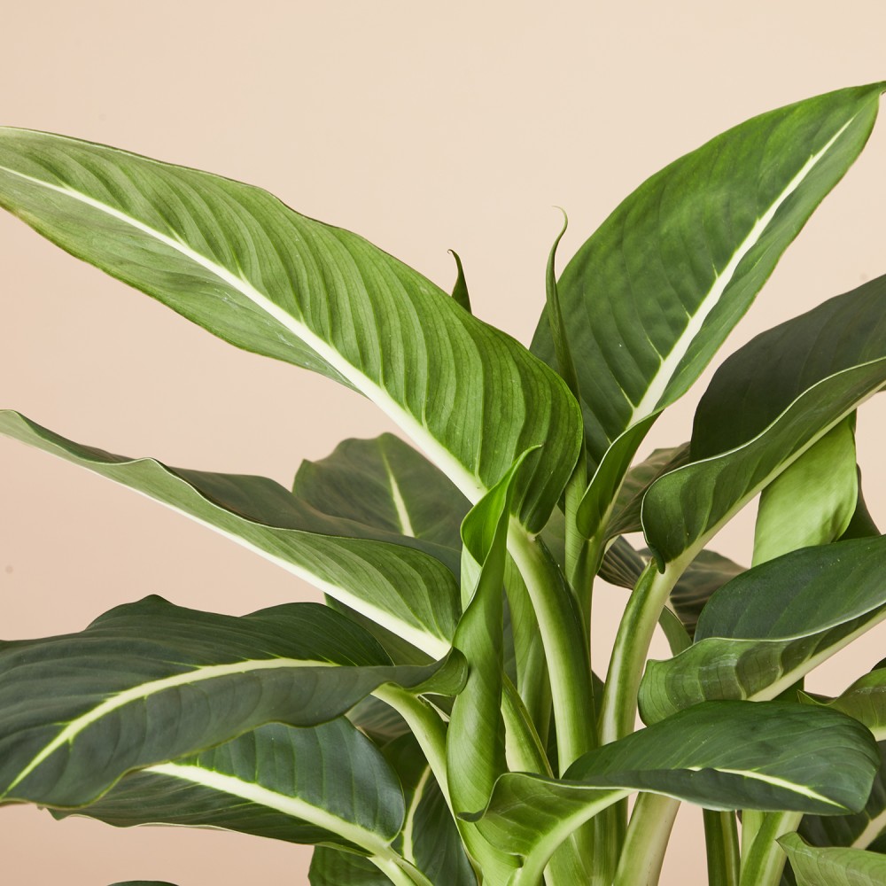 Диффенбахия Грин Мэджик