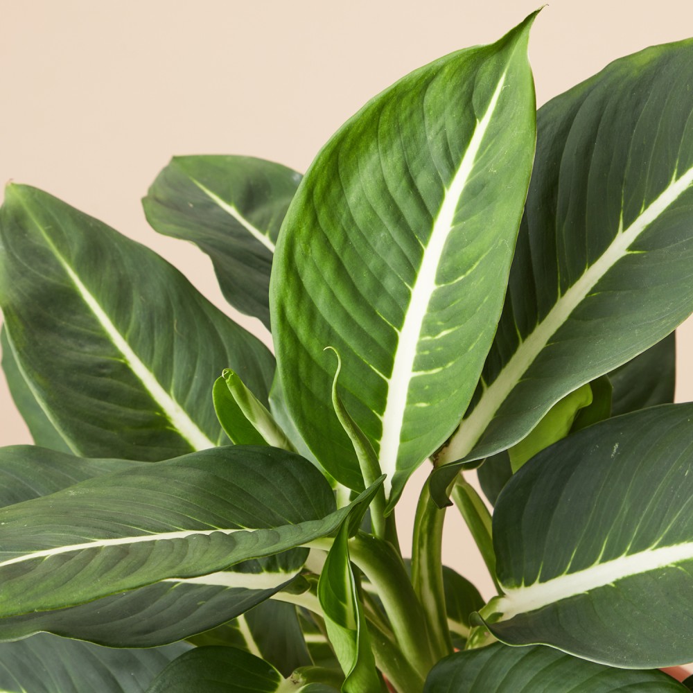 Диффенбахия Грин Мэджик