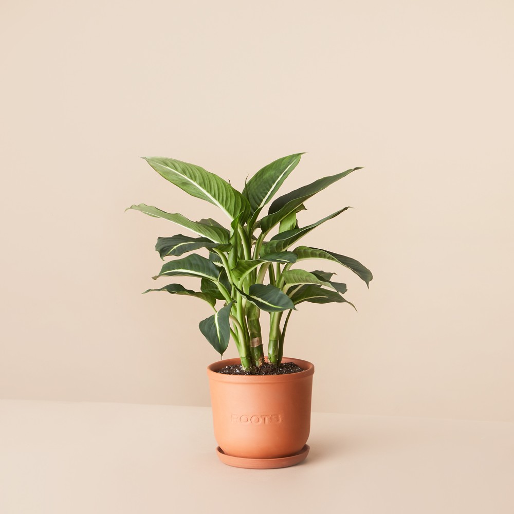 Диффенбахия Грин Мэджик