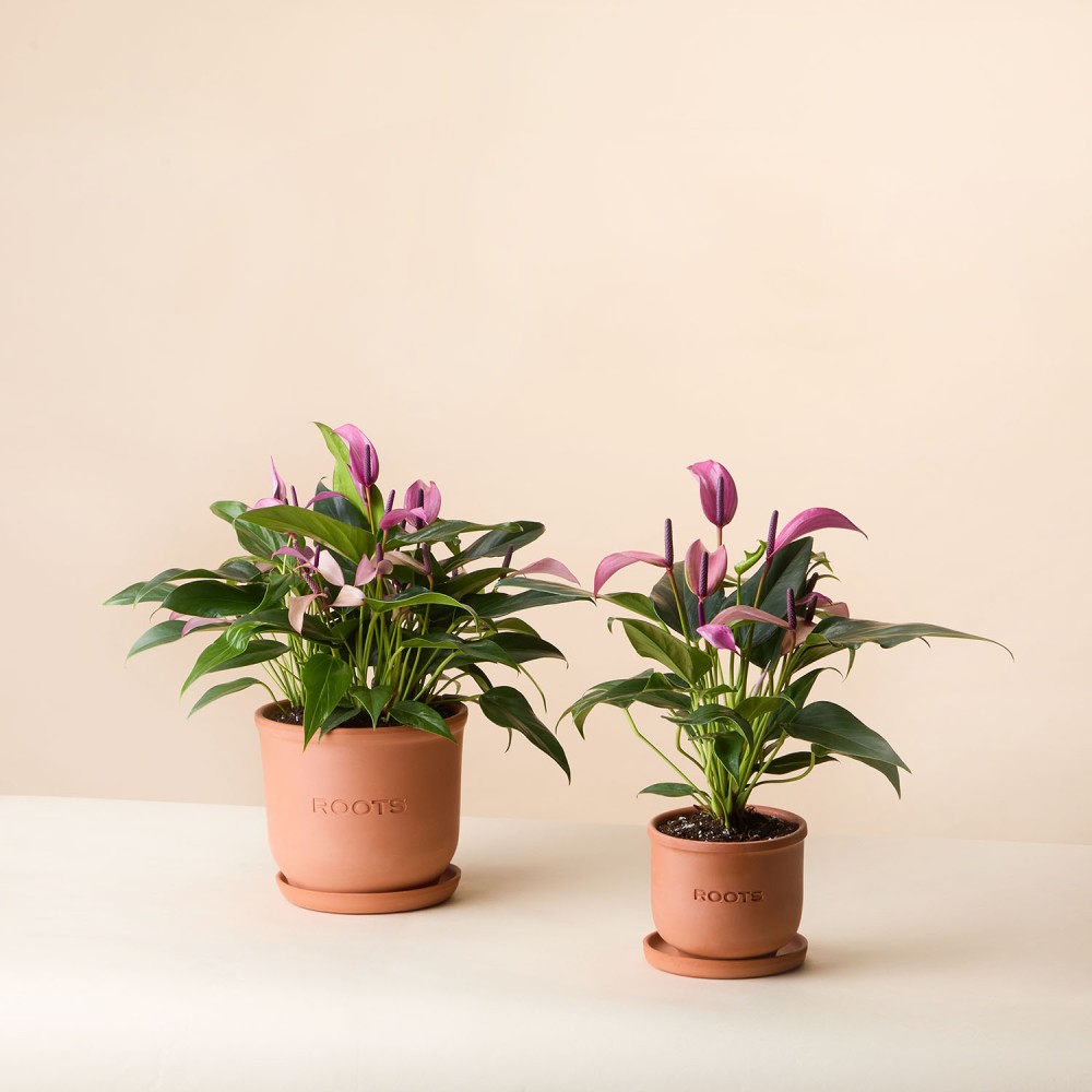 Антуриум Зизу Антуриум Зизу