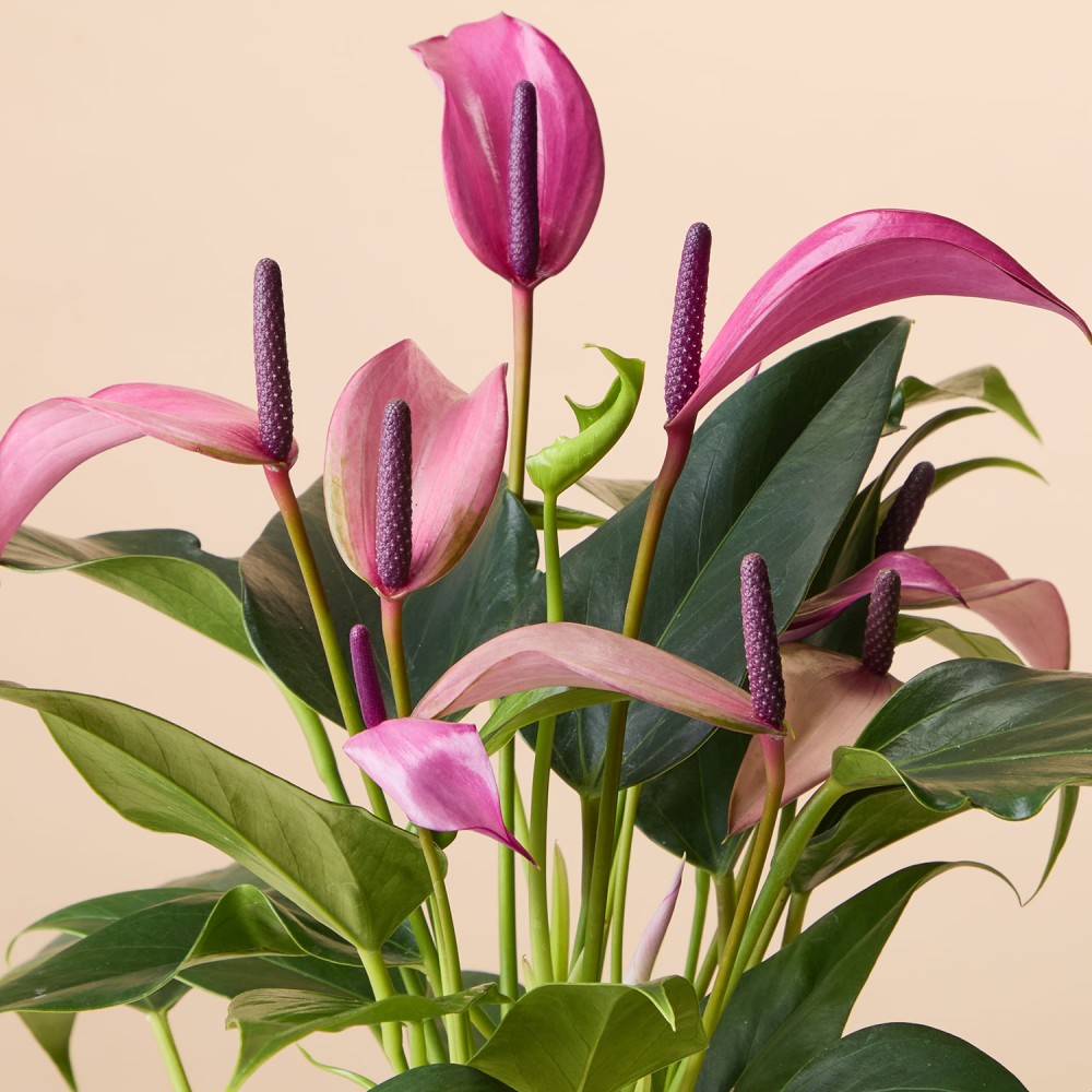 Антуриум Зизу Антуриум Зизу