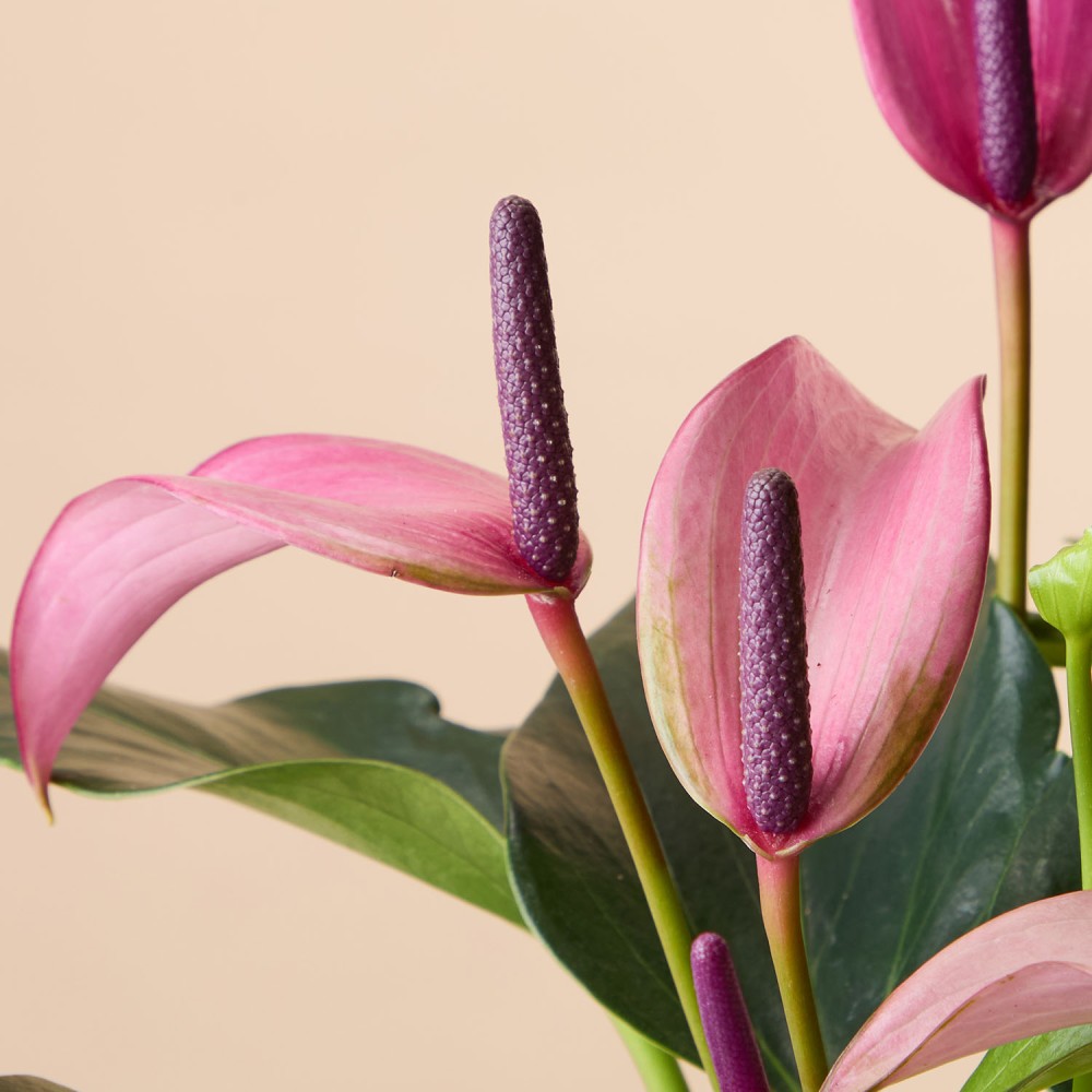 Антуриум Зизу Антуриум Зизу