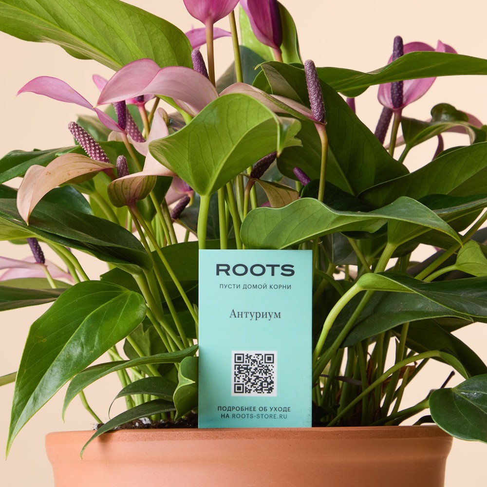 Антуриум Зизу Антуриум Зизу