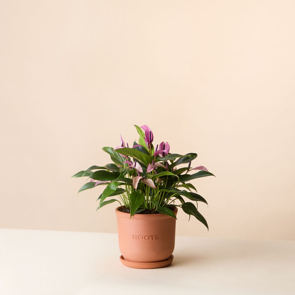 Антуриум Зизу Антуриум Зизу