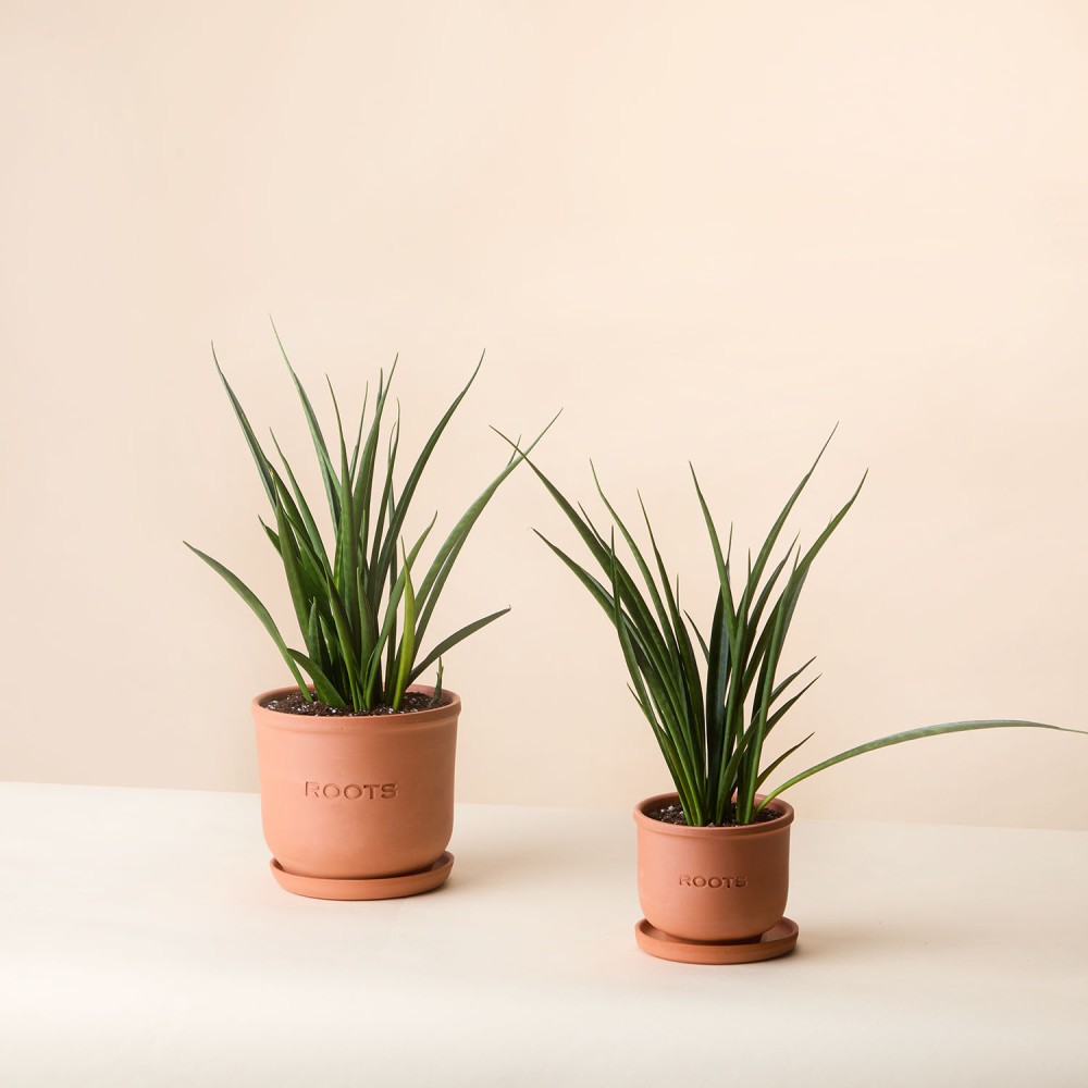 Сансевиерия Кирки