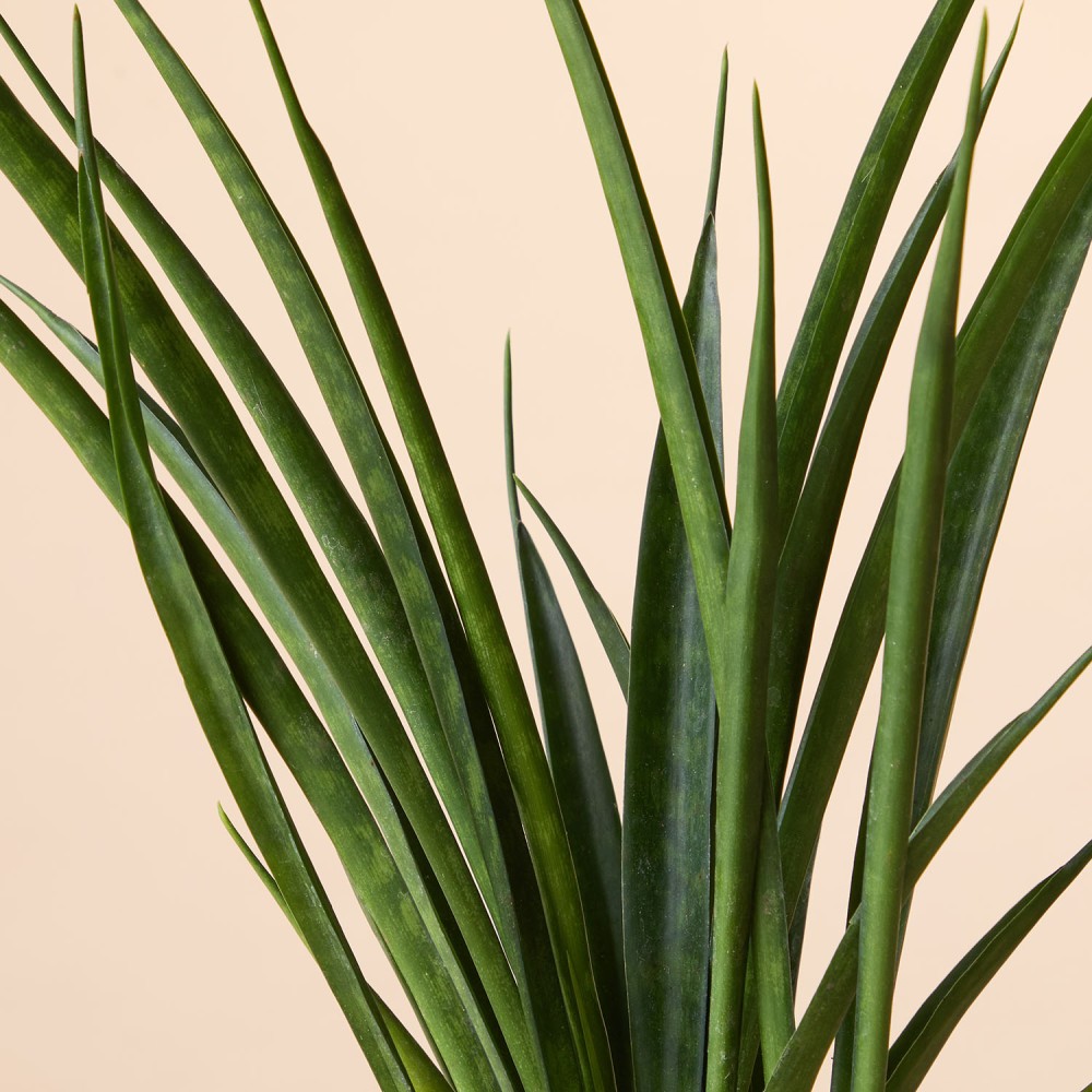 Сансевиерия Кирки