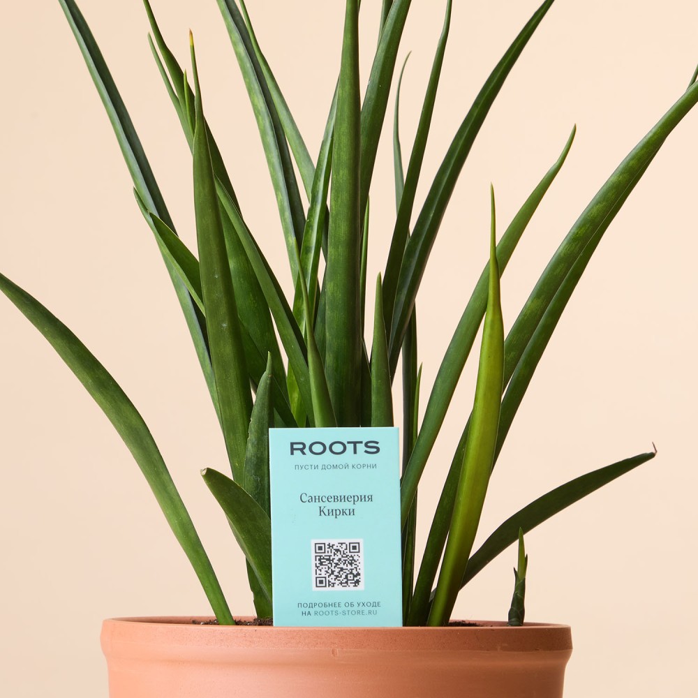 Сансевиерия Кирки