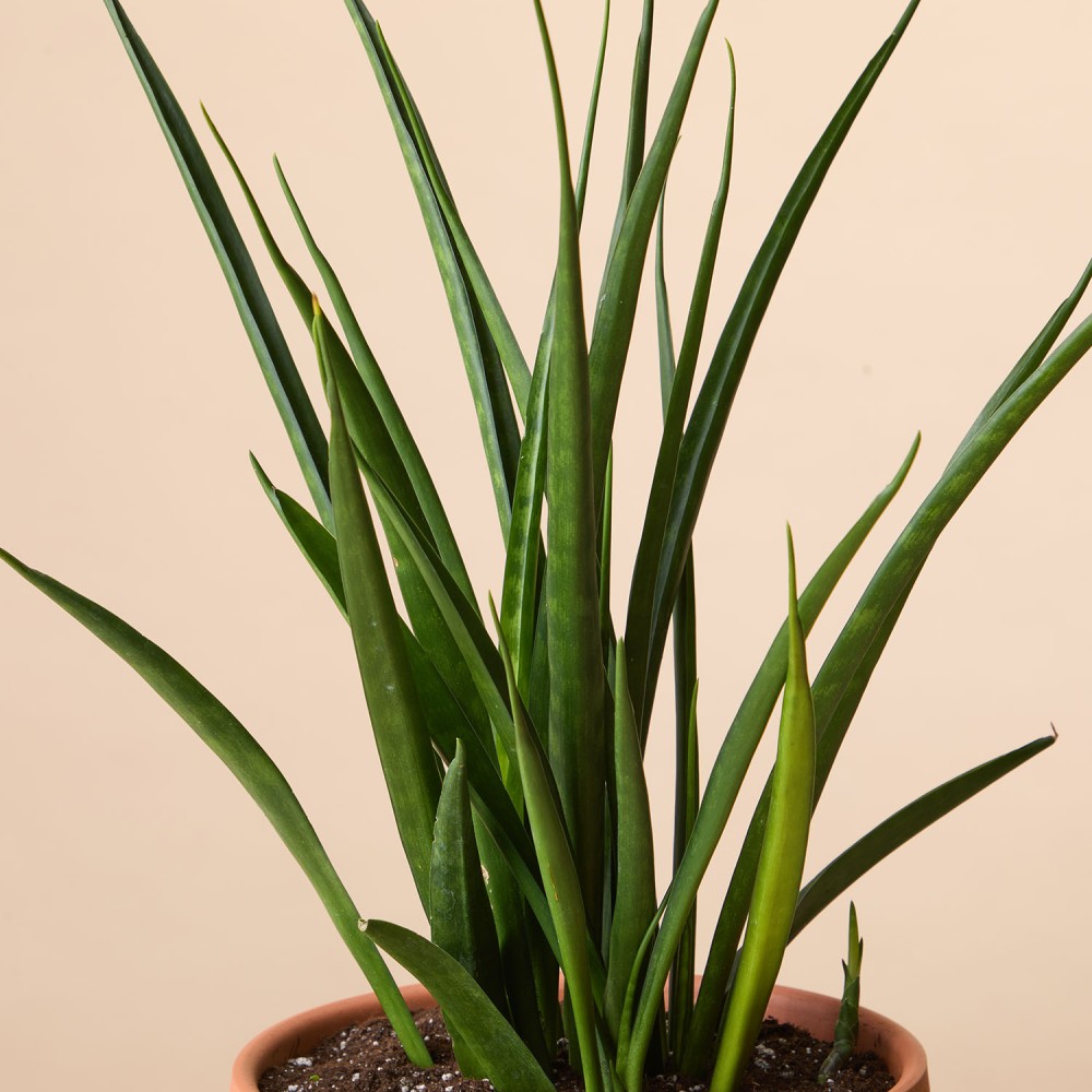 Сансевиерия Кирки