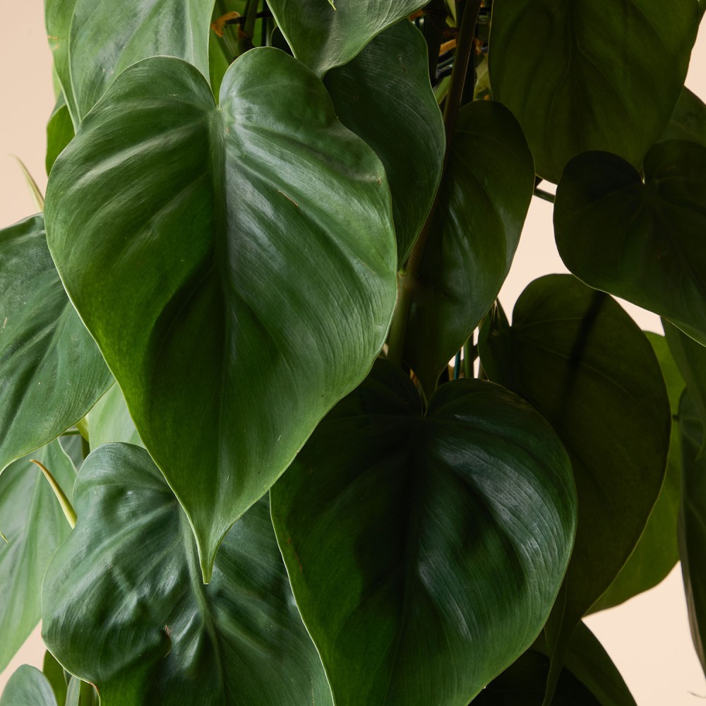 Филодендрон Сканденс Филодендрон Сканденс