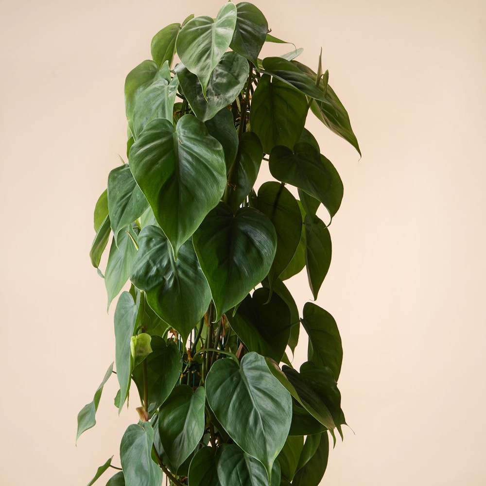 Филодендрон Сканденс Филодендрон Сканденс