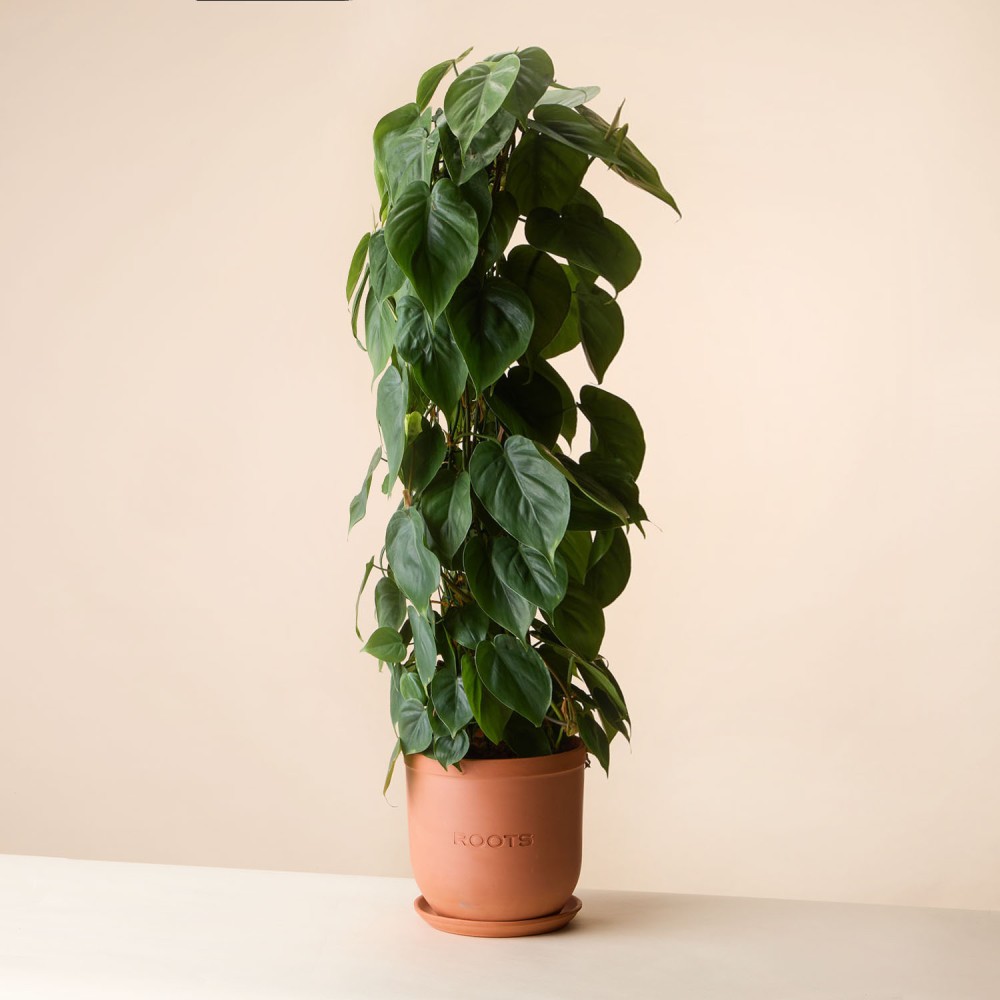 Филодендрон Сканденс Филодендрон Сканденс