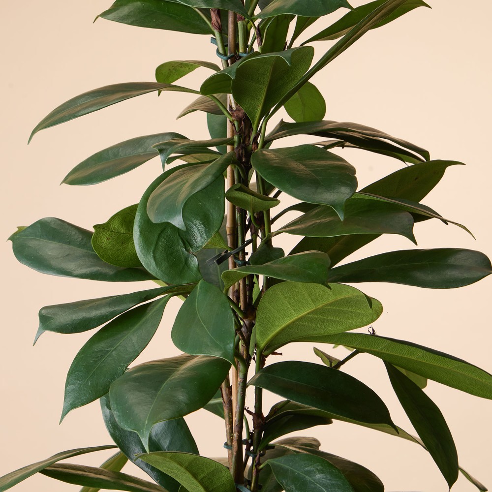 Фикус Циатистипула Фикус Циатистипула