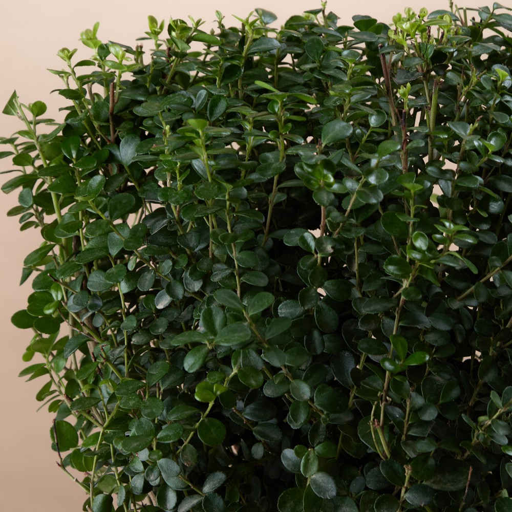 Мирсина Африканская