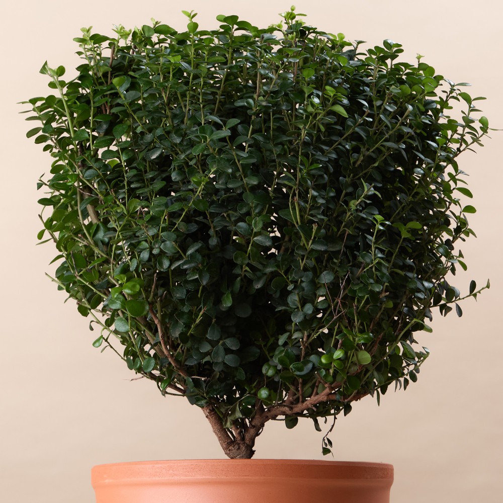 Мирсина Африканская