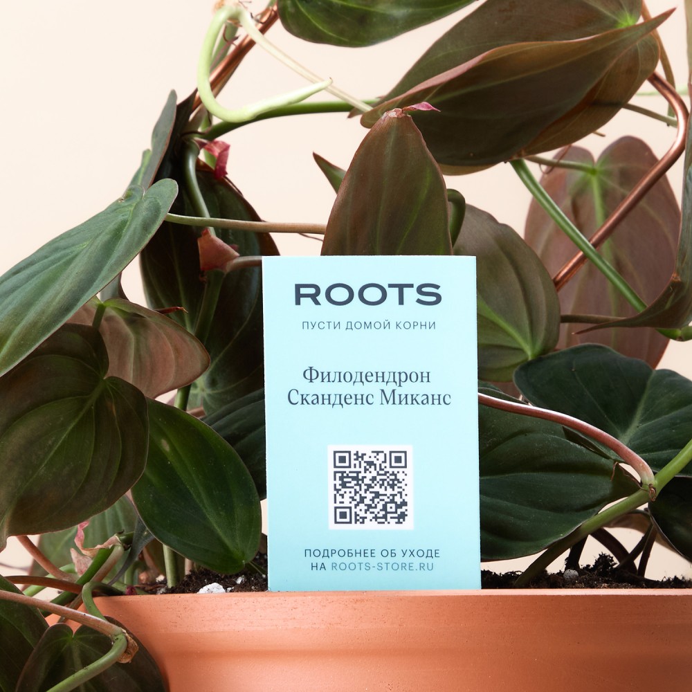 Филодендрон Скаденс Миканс Филодендрон Скаденс Миканс