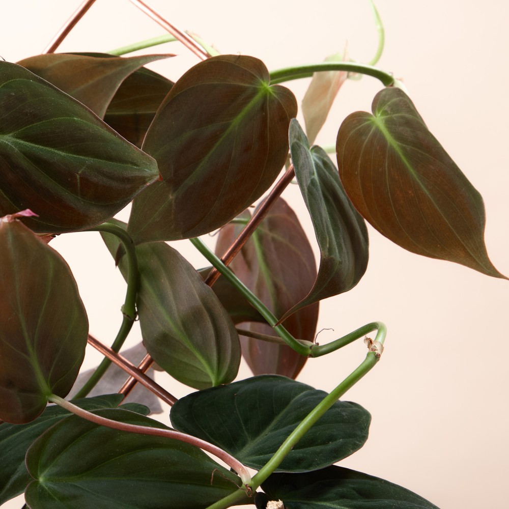 Филодендрон Скаденс Миканс Филодендрон Скаденс Миканс