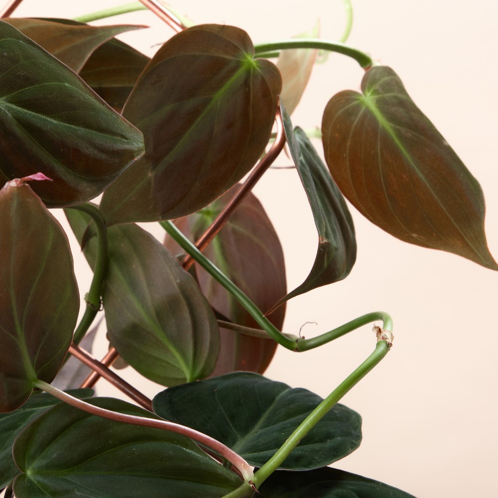 Филодендрон Скаденс Миканс Филодендрон Скаденс Миканс