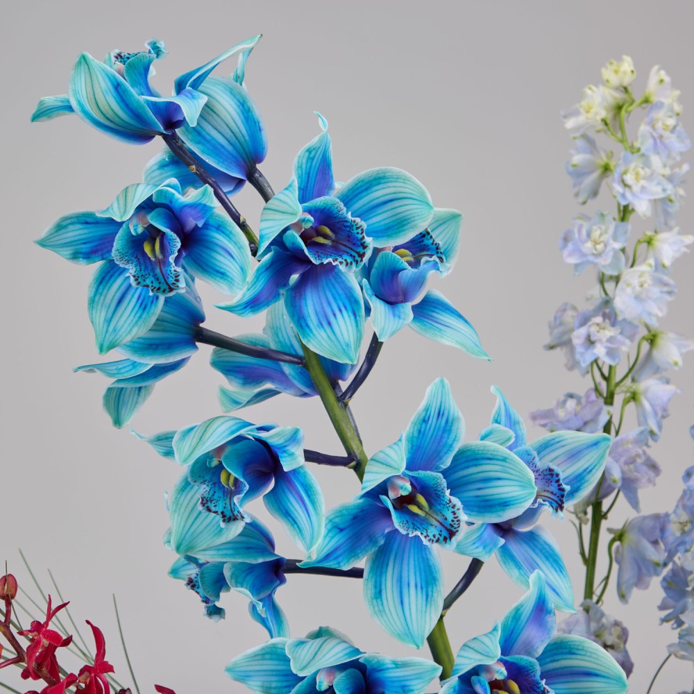 Wonderland 028 Wonderland 028