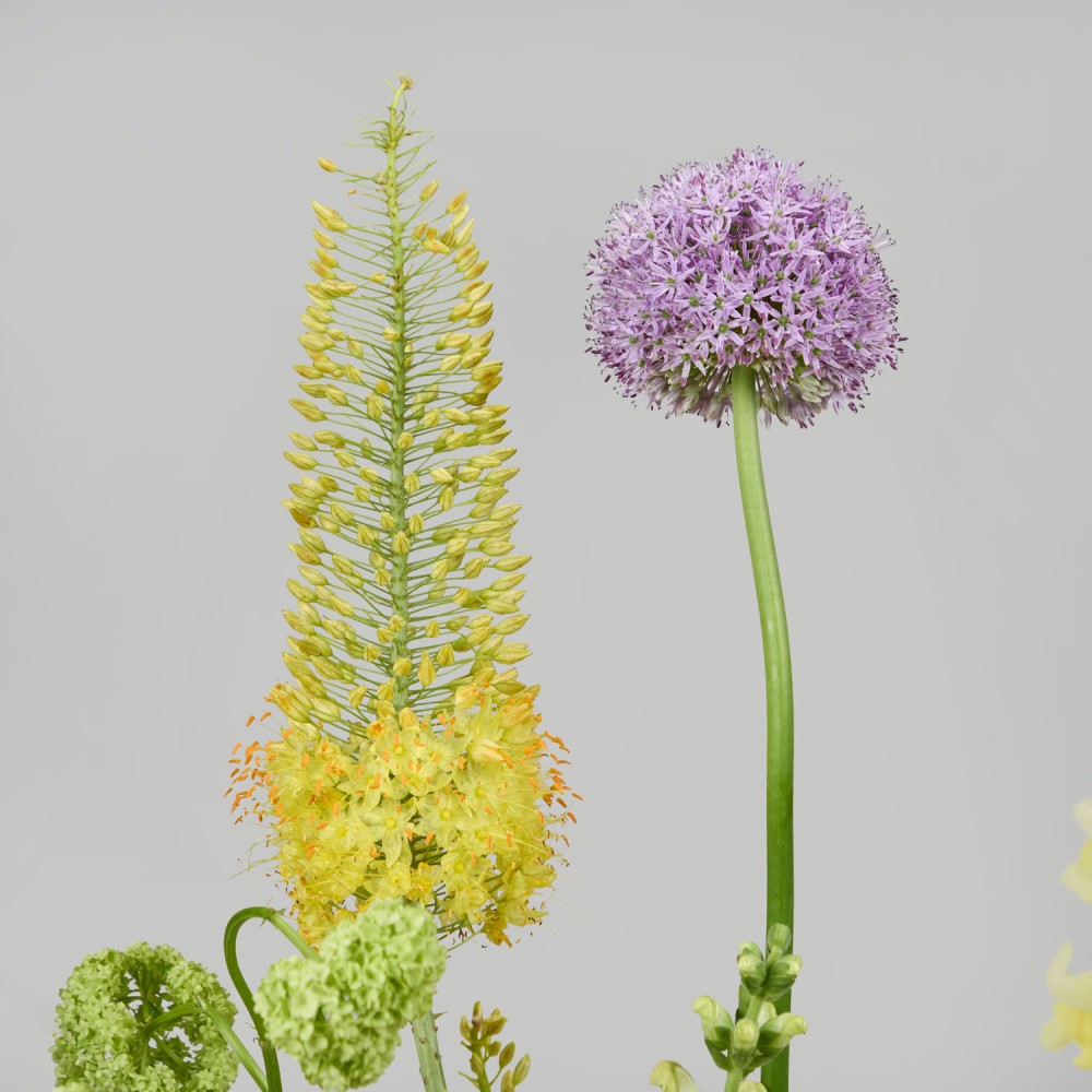 Wonderland 030 Wonderland 030