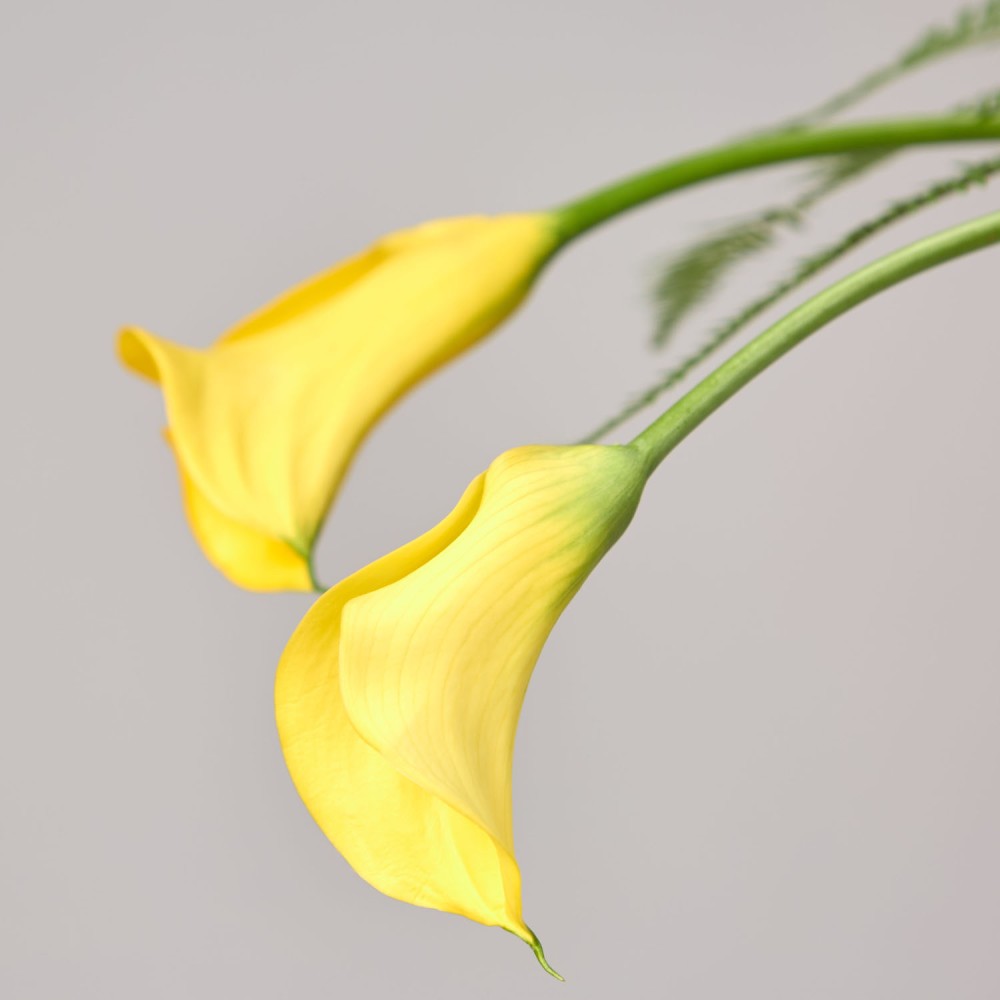 Wonderland 037 Wonderland 037