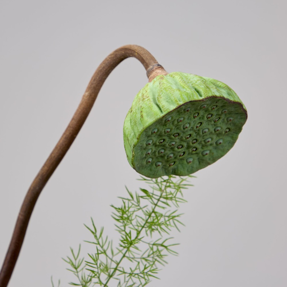 Wonderland 037 Wonderland 037