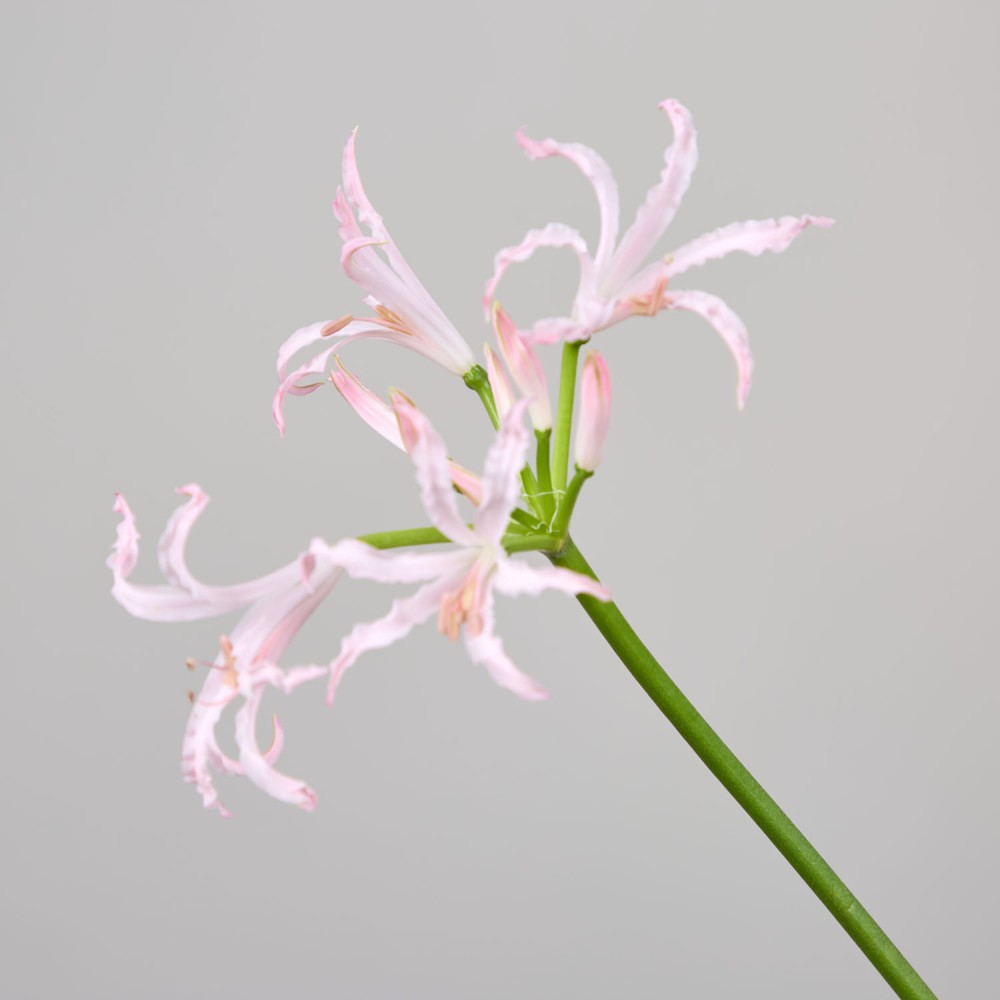 Wedding 024 Wedding 024