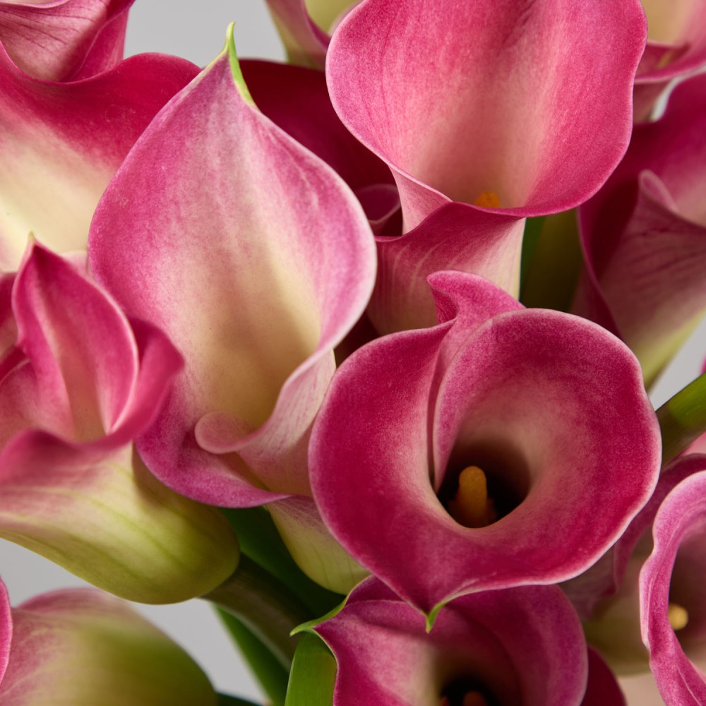 Wedding 025 Wedding 025