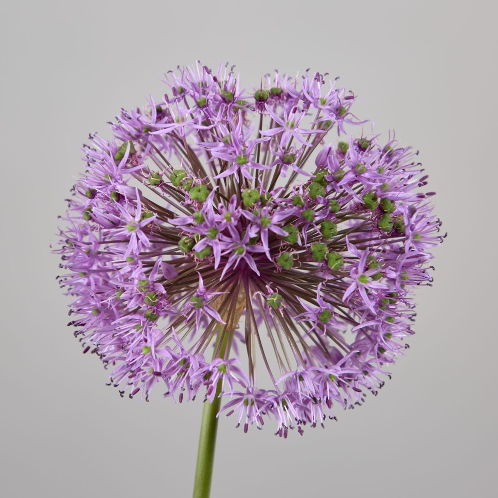 Wedding 029 Wedding 029