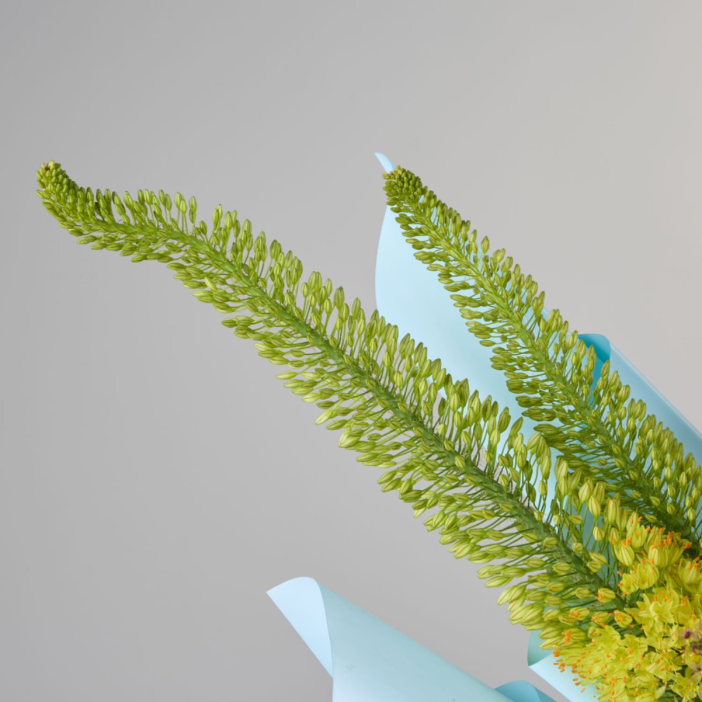 Wonderland 045 Wonderland 045