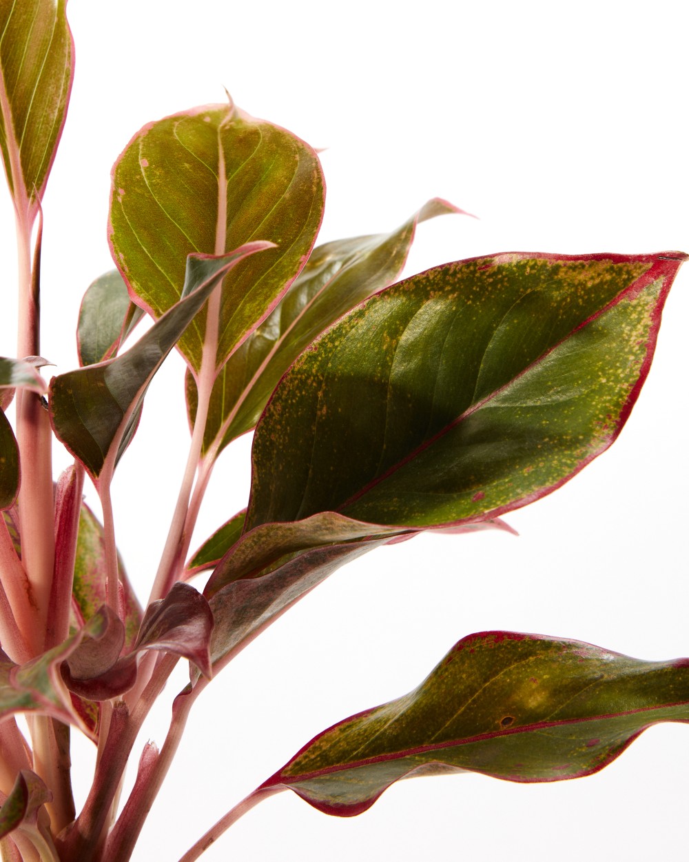 Аглаонема Крит Аглаонема Крит