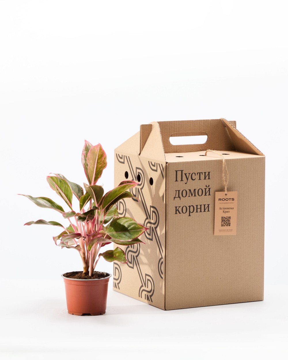 Аглаонема Крит Аглаонема Крит