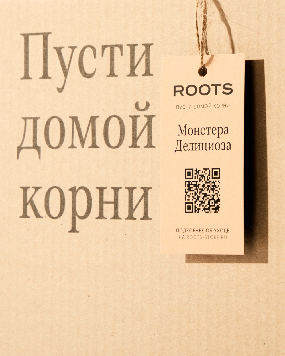 Монстера Делициоза 