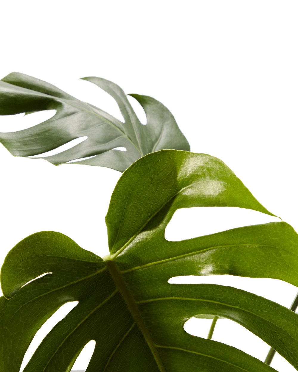 Монстера Делициоза 