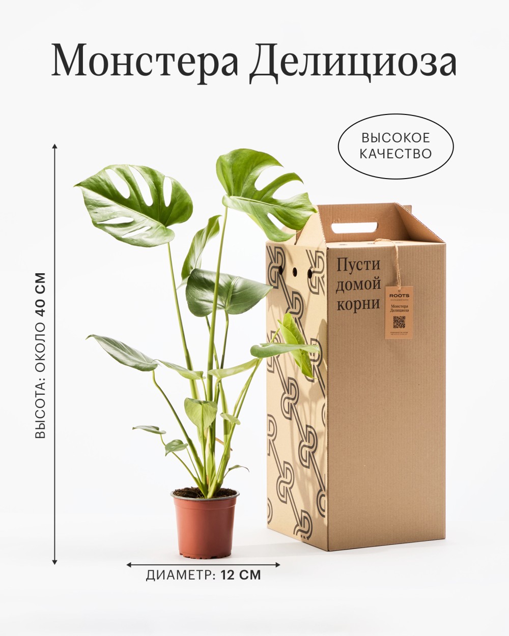 Монстера Делициоза 