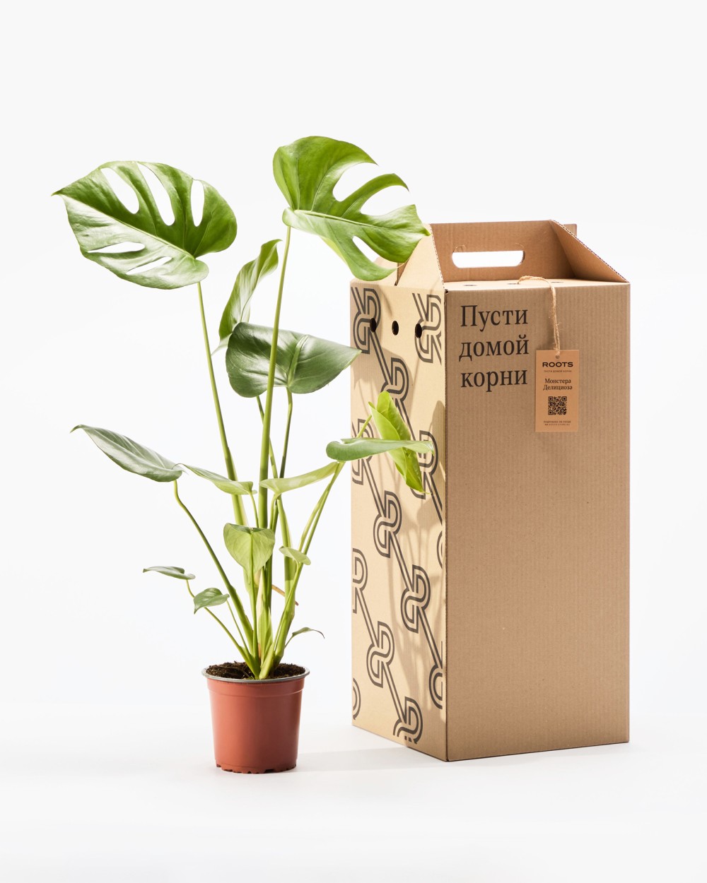 Монстера Делициоза 