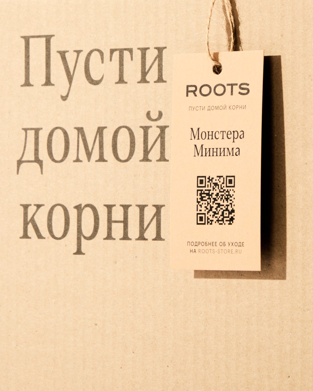 Монстера Минима Монстера Минима