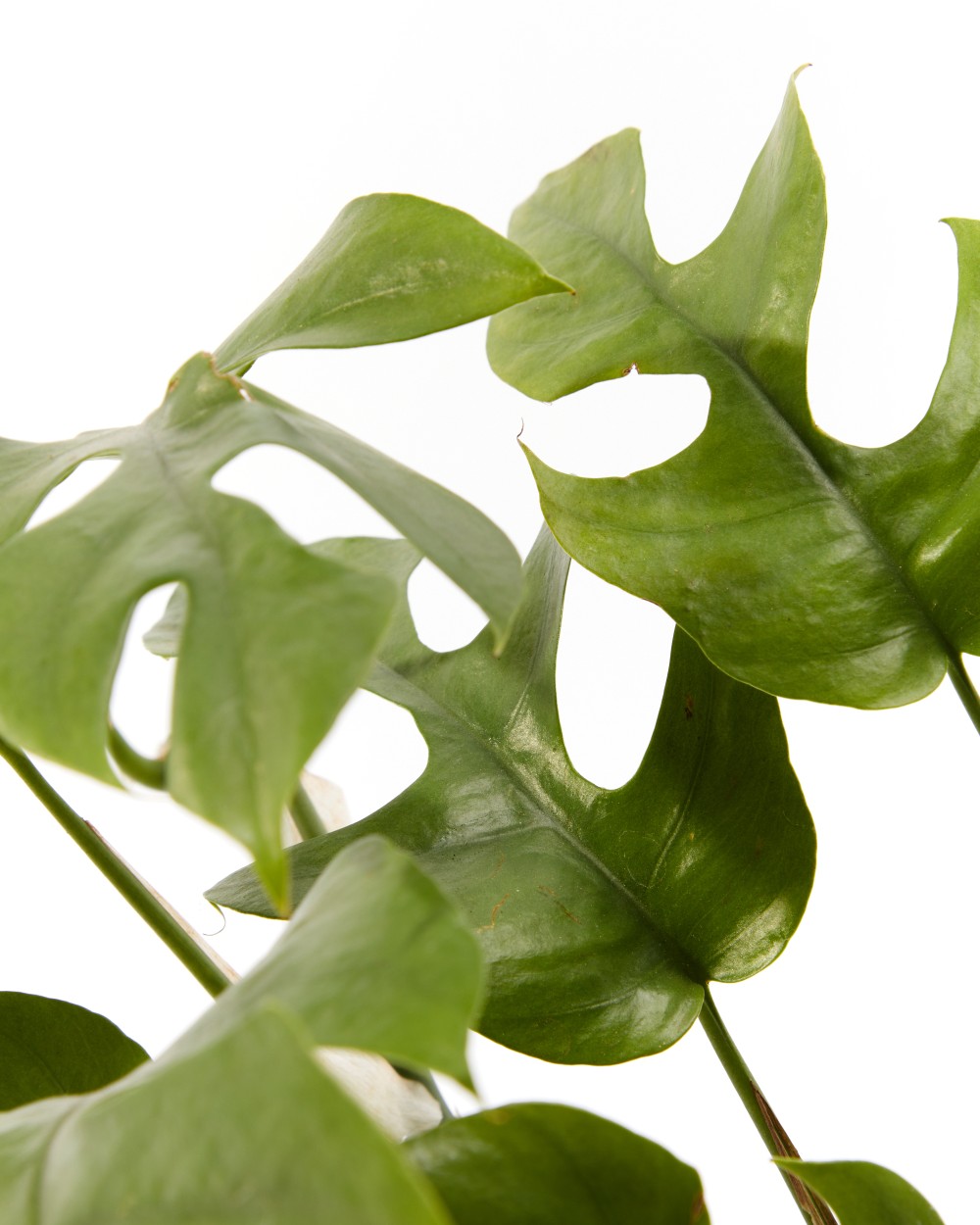 Монстера Минима Монстера Минима