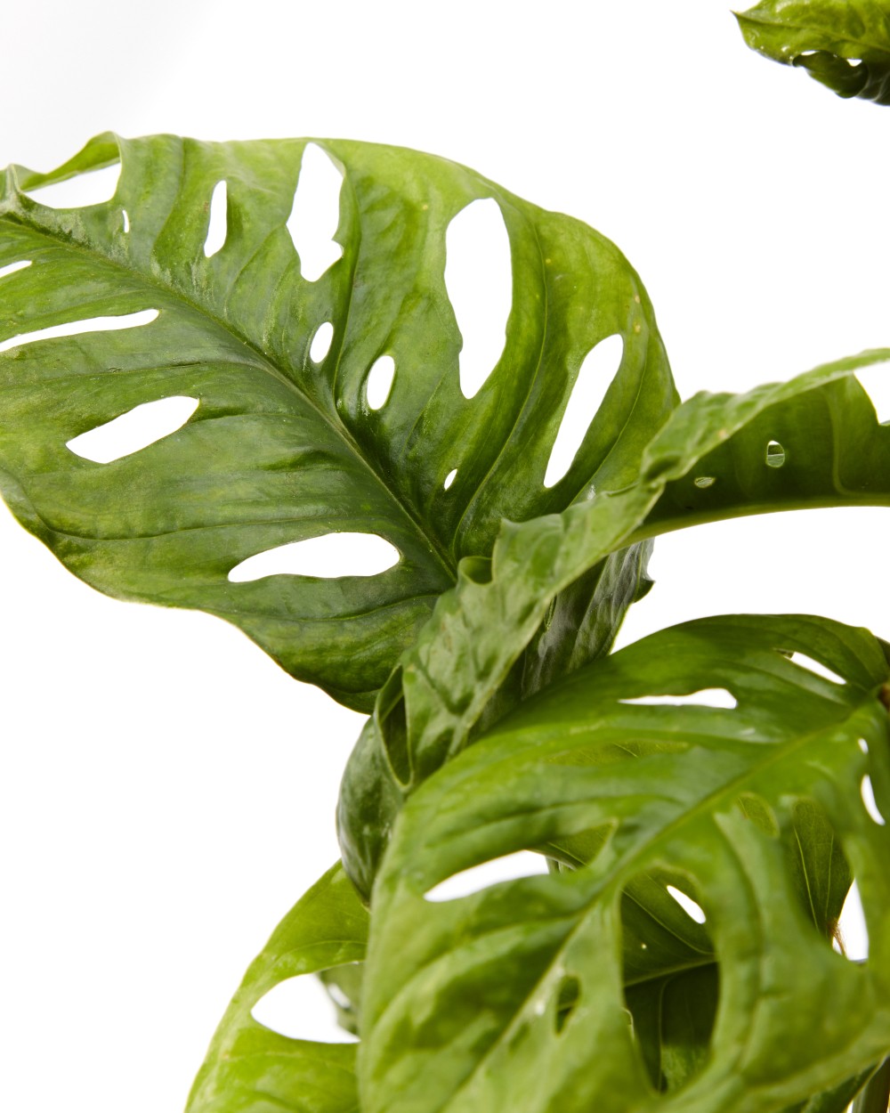 Монстера Манки Маск 