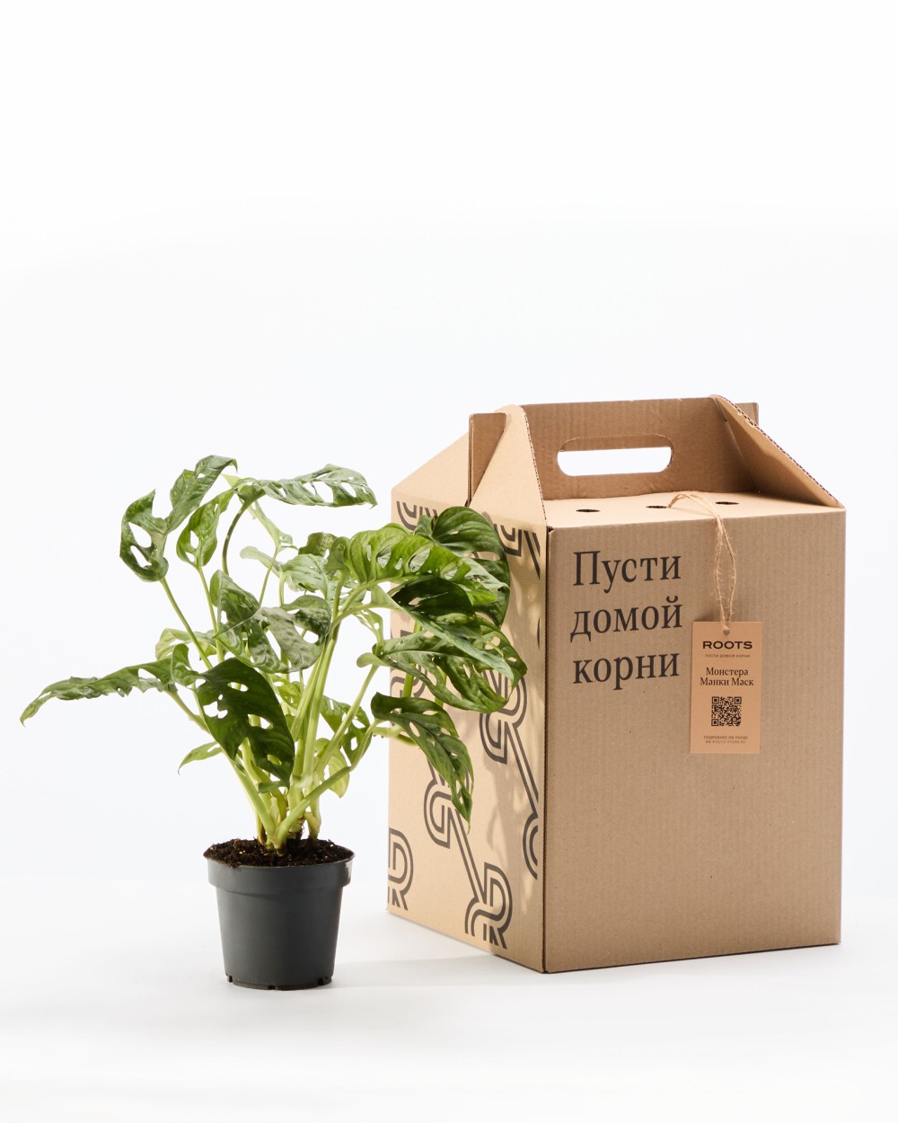 Монстера Манки Маск 