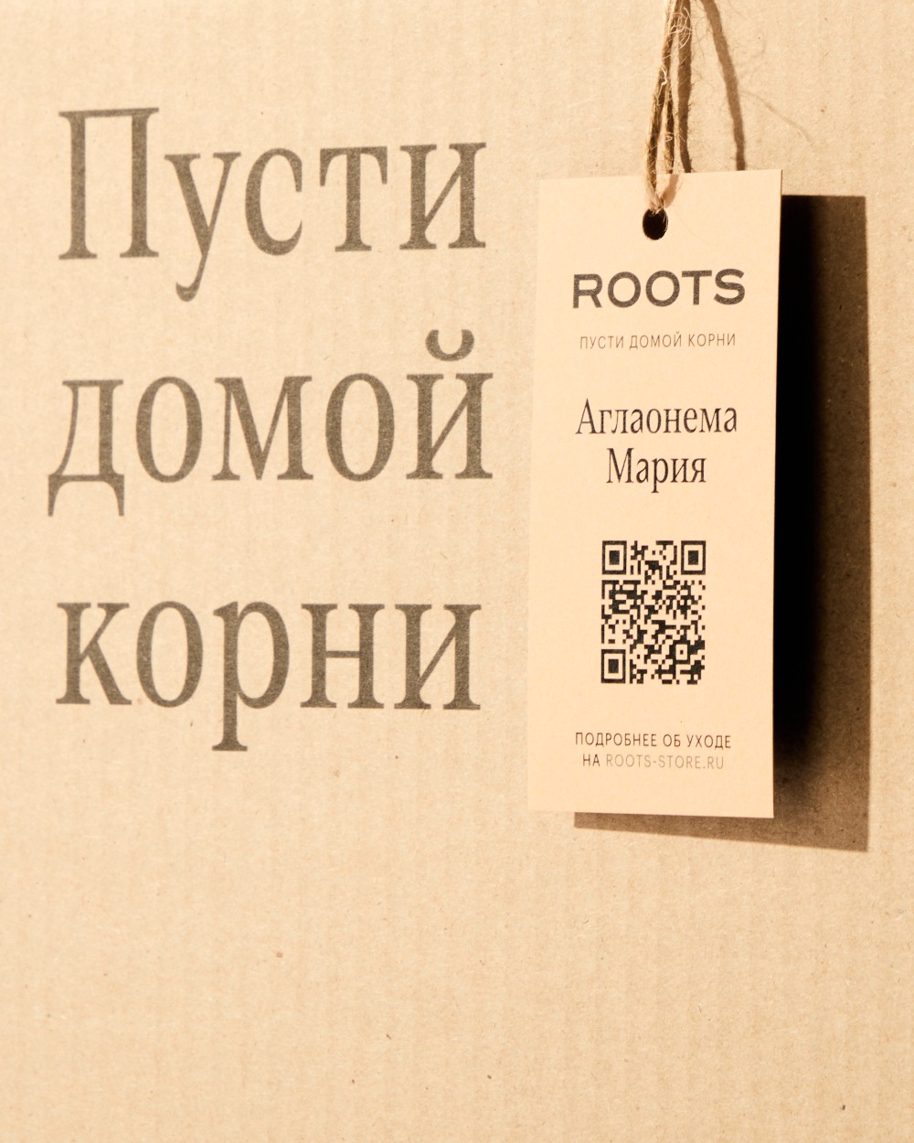 Аглаонема Мария