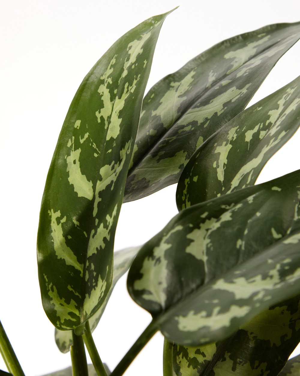 Аглаонема Мария