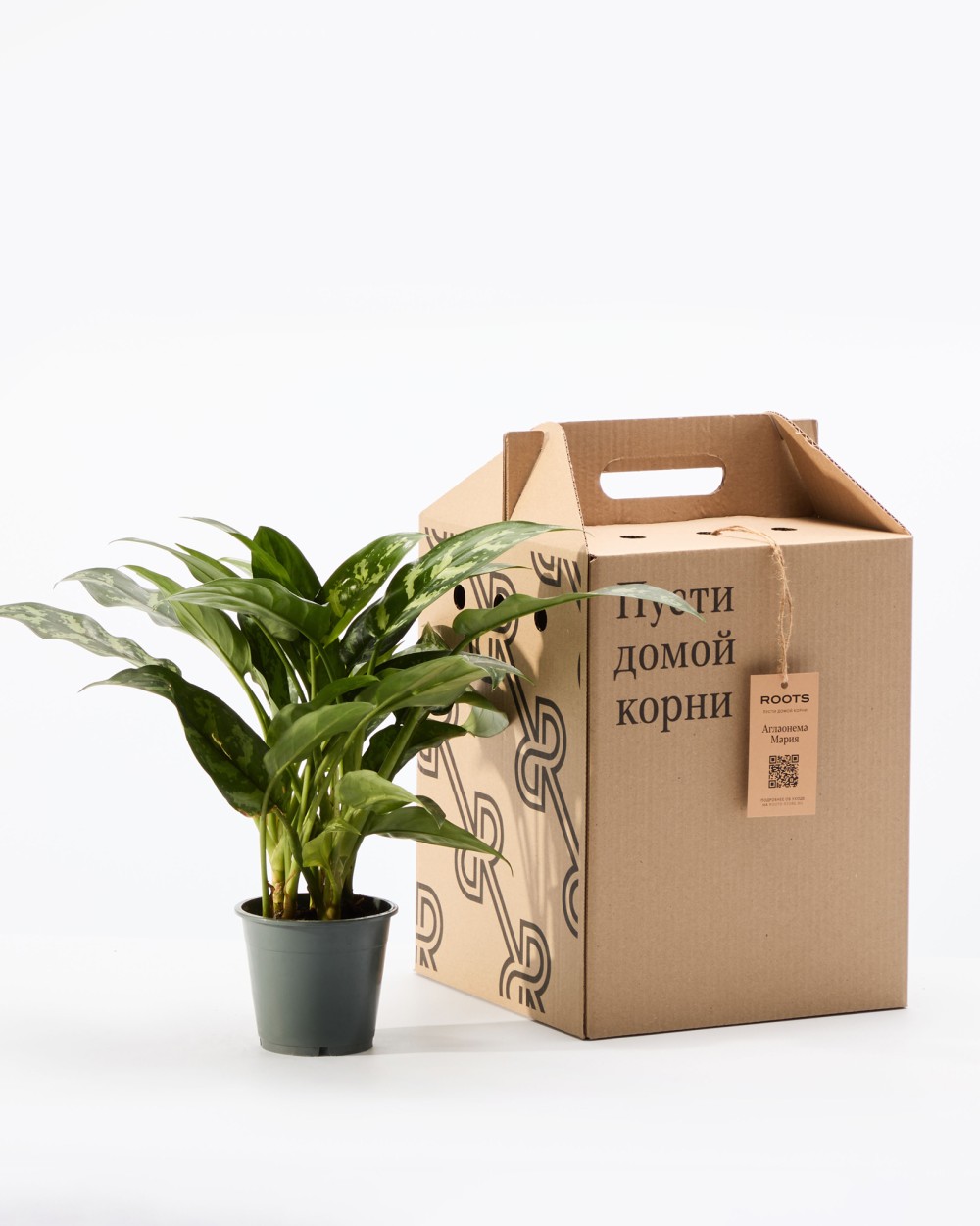 Аглаонема Мария