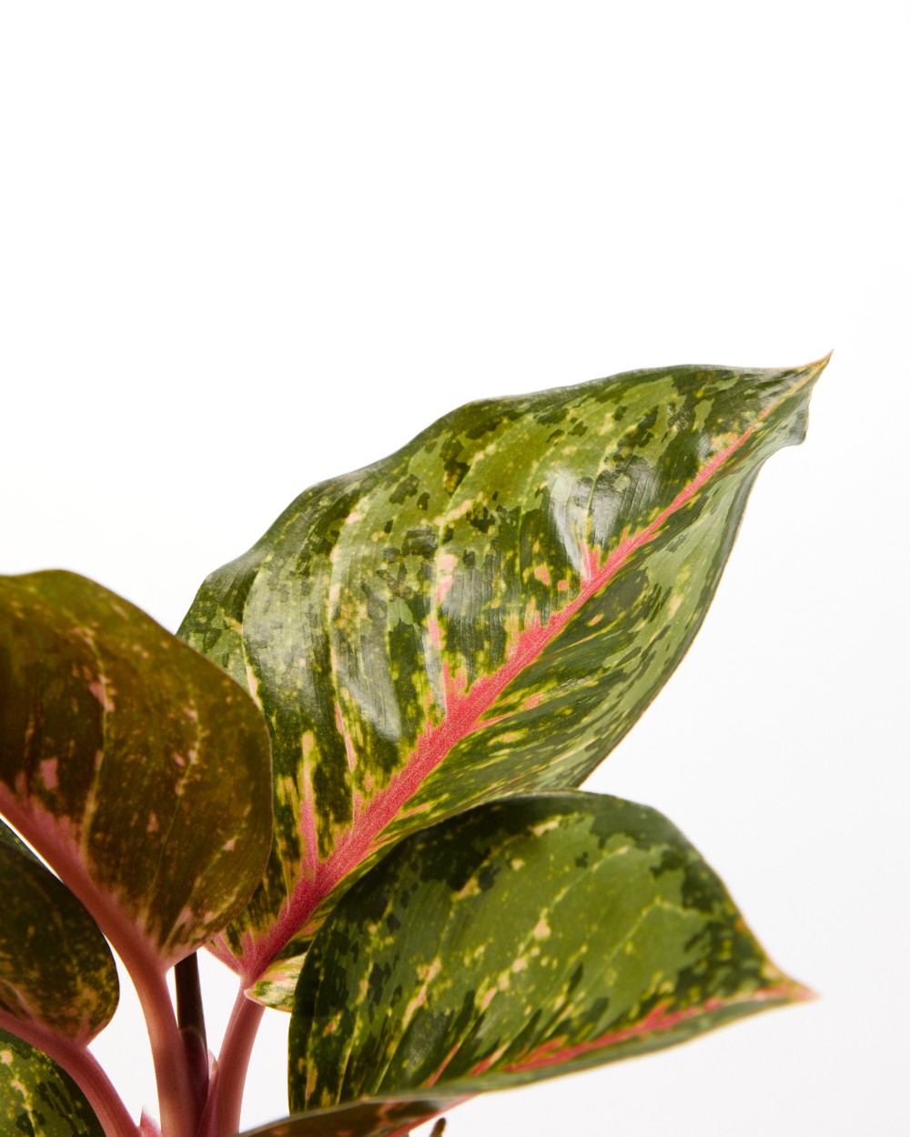 Аглаонема Парадайз Ред