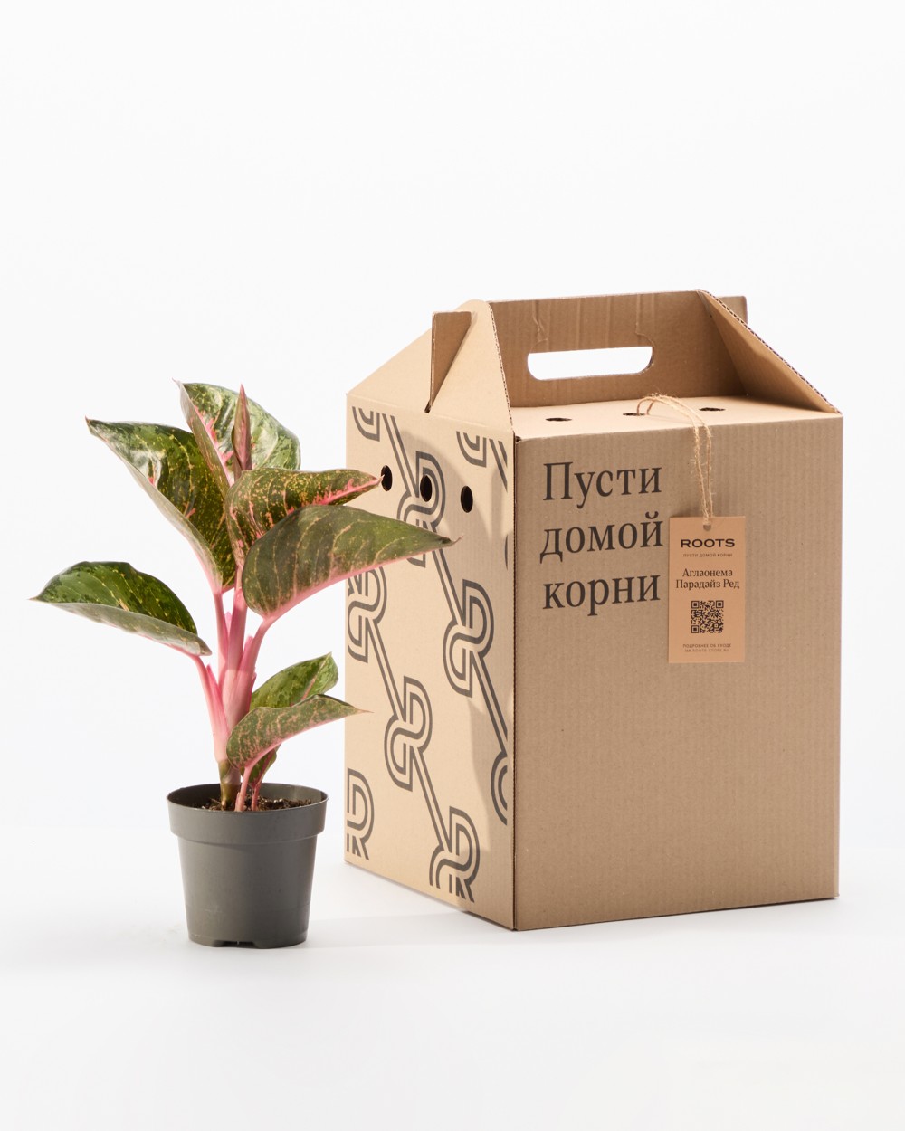 Аглаонема Парадайз Ред